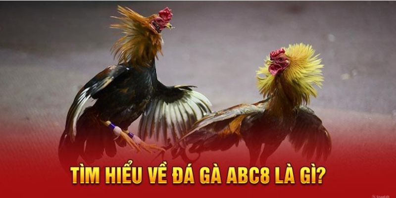 Hội viên nhất định không thể bỏ lỡ đá gà ABC8